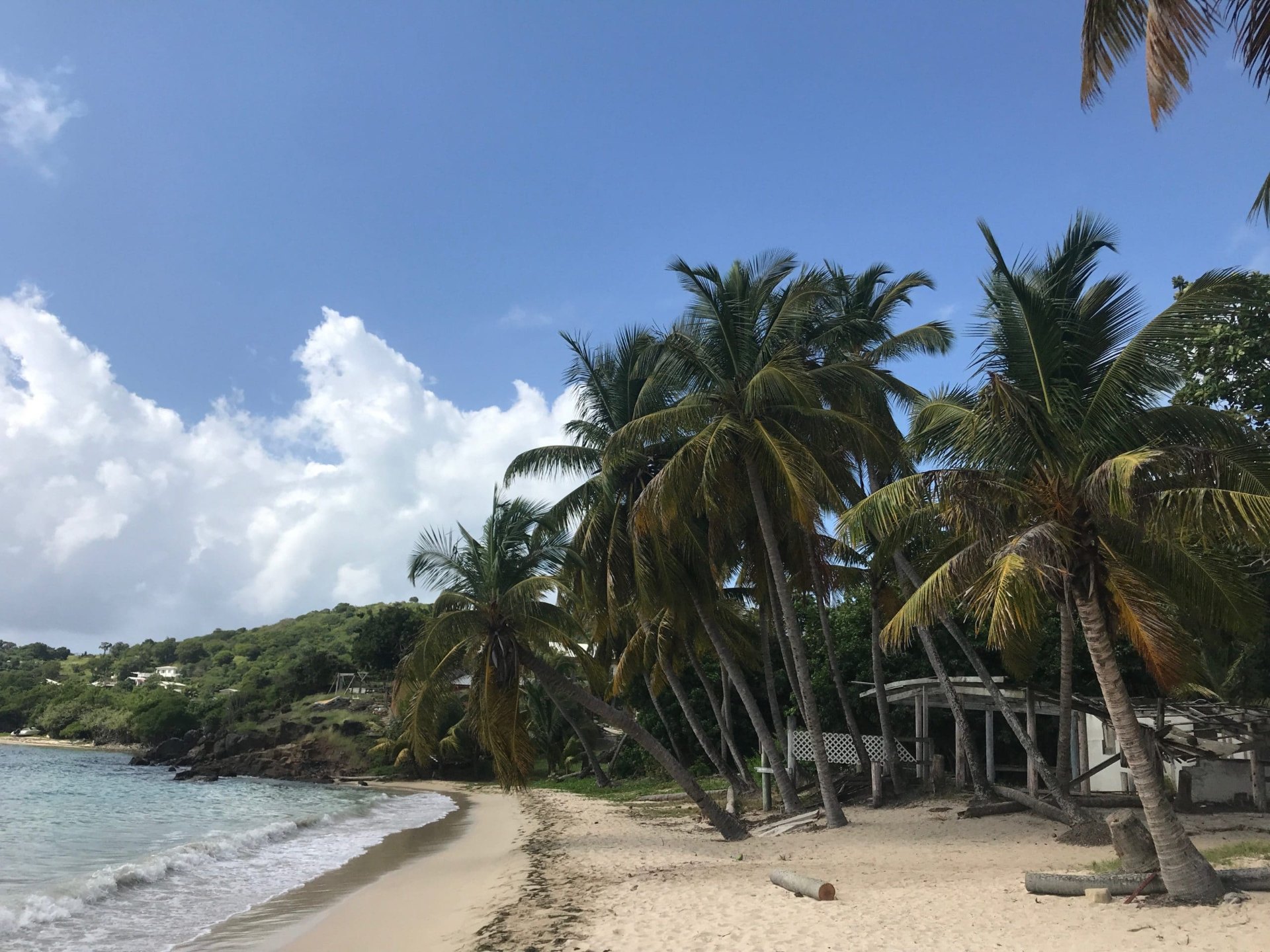 Plage de cocotiers aux Caraïbes
